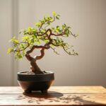 Bonsái Ficus Ginseng: Cuidados Básicos